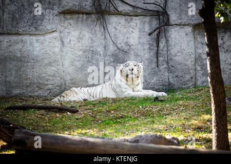 Beau tigre blanc portant sur l'herbe Banque D'Images