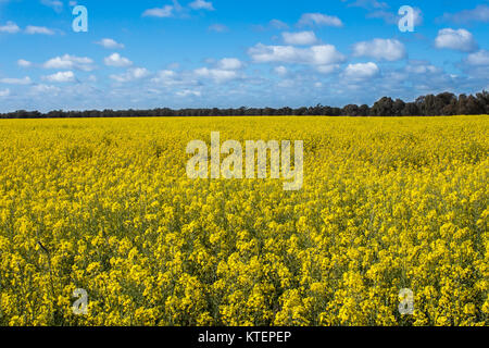 Vue aérienne de cultures de canola jaune vif avec ciel bleu sur les terres agricoles de Narromine, New South Wales, Australie Banque D'Images