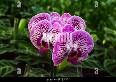 Rose Mauve et blanc cymbidium orchidée fleur fleurs tropicales à feuillage vert contre Banque D'Images