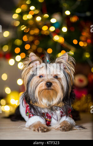 Chien Yorkshire Terrier dans un costume à carreaux se trouve dans le contexte d'un arbre de Noël garland Banque D'Images