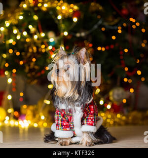 Chien Yorkshire Terrier dans un costume à carreaux se repose sur un arbre de Noël fond garland Banque D'Images