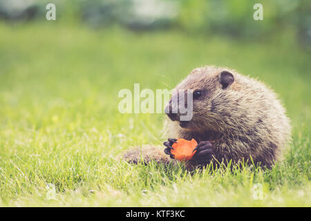 Jeune Marmotte (Marmota monax) tenant une demi-carotte mangé assis dans l'herbe verte le matin à printemps Banque D'Images
