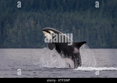 Le nord de l'épaulard résident, de l'épaulard (Orcinus orca) enfreindre au large du nord de l'île de Vancouver, le territoire des Premières Nations, de la Colombie-Britannique, Canada. Banque D'Images