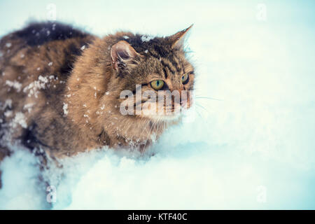 Chat sibérien mignon walking in snow Banque D'Images