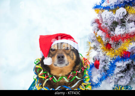 Portrait d'un chien pris dans les banderoles colorées. Dog wearing Santa hat et assis près de sapin dans la neige à l'extérieur Banque D'Images