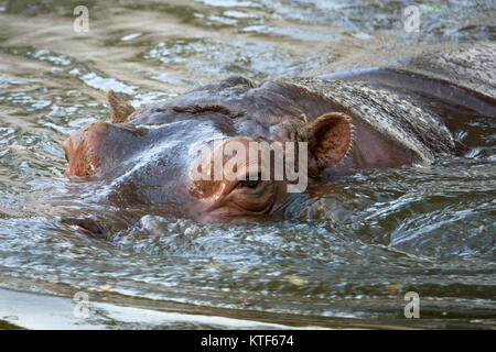 Hippopotamus (Hippo) dans l'eau de baignade vue rapprochée Banque D'Images