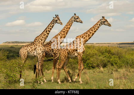 Trois homme Masai Giraffe (Girafe camelopardalis tippelskirchi) debout et regardant à droite Banque D'Images