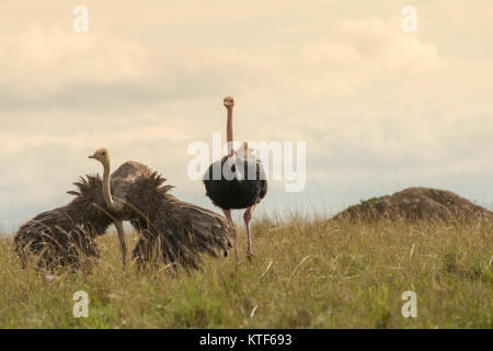 Autruche (Struthio chameaux commune) les hommes et les femmes s'affichant dans la masai Mara game preserve Banque D'Images