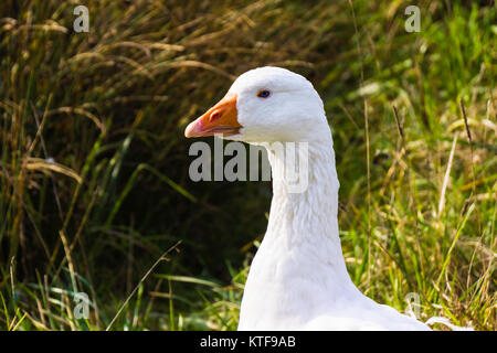 Portrait d'une oie blanche ou l'oie des neiges, Chen caerulescens, France. Banque D'Images