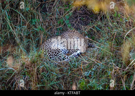 Femelle adulte leopard (Panthera pardus) recroquevillé endormi, assoupi dans le sous-bois, Masai Mara, Kenya Banque D'Images