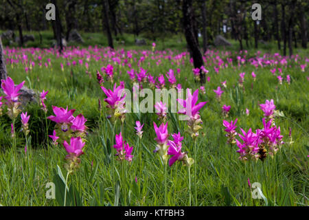 Fleurs roses en fleur typique des forêts en Thaïlande Banque D'Images