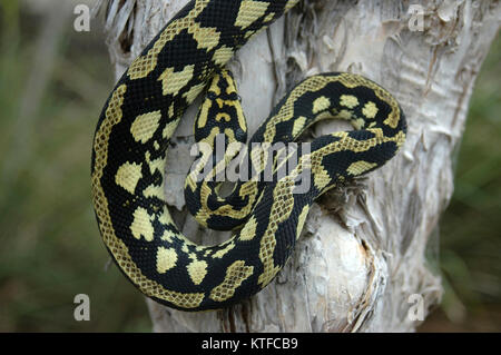 Jungle de couleur vive, Morelia spilota cheynei Python Banque D'Images