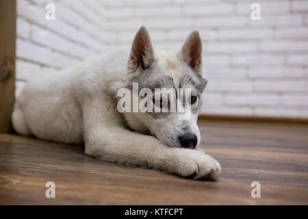 Siberian husky chiot à la maison se trouvant sur le plancher. mode de vie avec chien. Banque D'Images