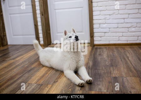 Siberian husky chiot à la maison se trouvant sur le plancher. mode de vie avec chien. Banque D'Images