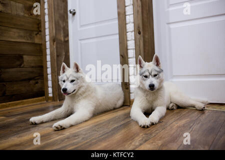 Deux chiots Husky Sibérien à la maison s'asseoir et jouer. mode de vie avec chien. Banque D'Images