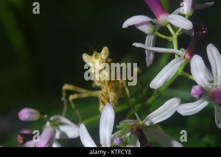 Flower Praying Mantis (Pseudocreobotra wahlbergii semblable à) sur l'arbuste à fleurs au Tamil Nadu, Inde du Sud Banque D'Images