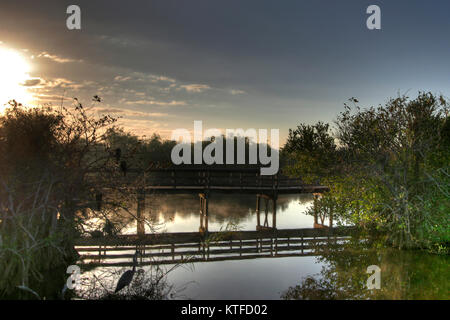 Anhinga Trail, dans l'aube au Parc National des Everglades, en Floride Banque D'Images