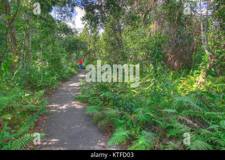 Le Gumbo Limbo trail dans le parc national des Everglades, est adjacent à l'Royal Palm Visitor Center et l'anhinga Trail. Banque D'Images