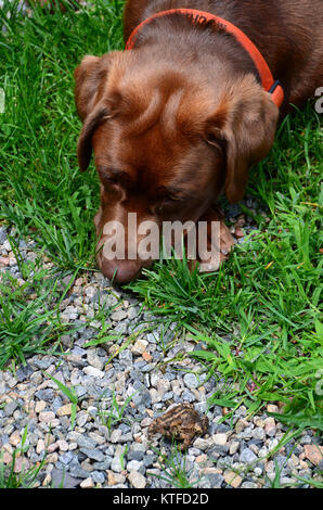 Chiot labrador chocolat l'étude d'un crapaud d'Amérique, Bufo americanus, dans le gravier - confrontation ou de curiosité concept. Banque D'Images