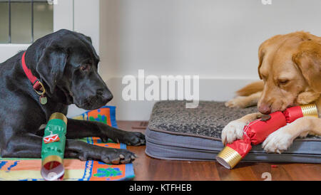 Un chien regarde tandis qu'un autre mâche sur un craqueur de Noël ou bonbon. Banque D'Images