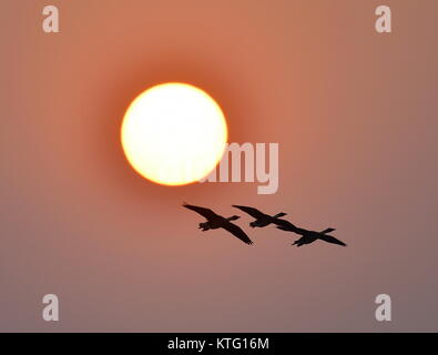 Fuzhou, Chine, province de Jiangxi. Le 24 décembre, 2017. Cygnes le soleil sur une ferme à la banque du lac Poyang, à l'est la province de la Chine, le 24 décembre 2017. Credit : Mei Yongcun/Xinhua/Alamy Live News Banque D'Images