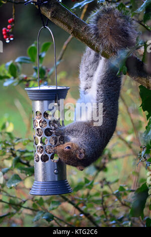 Aberystwyth, Pays de Galles, Royaume-Uni - Un écureuil gris de l'aide lui-même à jour de boxe repas à une mangeoire pour oiseaux dans un jardin près d'Aberystwyth, Pays de Galles, UK - John Gilbey/Alamy Live News - 26 Décembre 2017 Banque D'Images