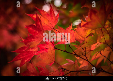 Les feuilles d'automne, le Japon Banque D'Images
