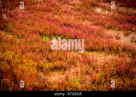 Un lit d'herbe corail au lac Notoro, Hokkaido, Japon Banque D'Images