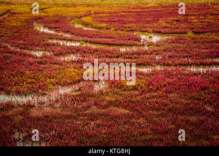 Un lit de corail rouge de l'herbe au lac Notoro, Hokkaido, Japon Banque D'Images