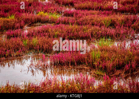 Un lit d'herbe corail au lac Notoro, Hokkaido, Japon Banque D'Images