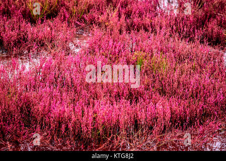 Lit d'herbe corail au lac Notoro, Hokkaido, Japon Banque D'Images