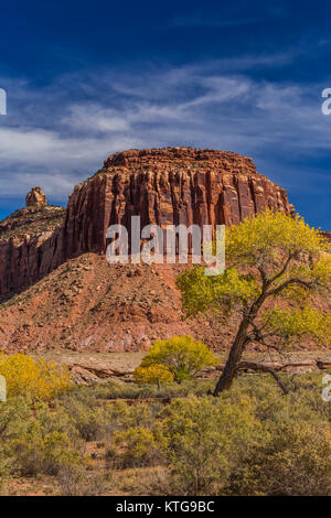 Automne Peupliers Fremont, Populus fremontii, avec du grès mesas, dans la région de Indian Creek National Monument, qui faisait autrefois partie d'Oreilles Ours National Monument, Banque D'Images