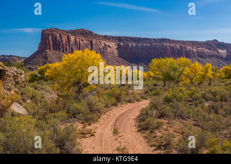 Route de terre jusqu'à l'automne Fremont peupliers, Populus fremontii, avec du grès mesas, dans la région de Indian Creek National Monument, qui faisait autrefois partie d'Oreilles Ours Banque D'Images