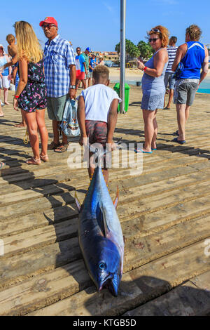 Petit enfant traînant un thon fraîchement pêché sur la jetée pour être éviscéré à Santa Maria, île de Sal, Salina, Cap Vert, Afrique Banque D'Images