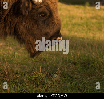 Bison d'Europe (Bison bonasus) portrait Banque D'Images