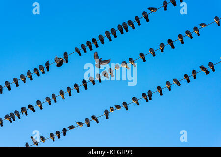 Oiseaux sur un fil, les pigeons sur les fils. Banque D'Images