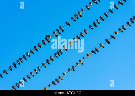 Oiseaux sur un fil, les pigeons sur les fils. Banque D'Images