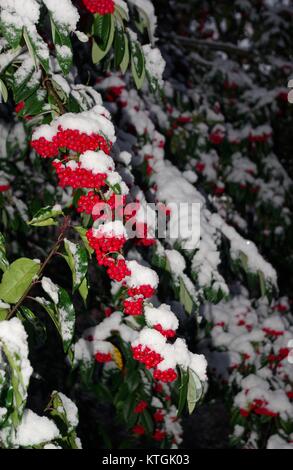 Fruits rouges couvertes de neige. Jardin d'hiver, Brig O Balgownie, Aberdeen, Écosse, Royaume-Uni. Décembre 2017. Banque D'Images