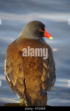 Gallinule poule-d'oiseaux d'eau (Gallinula chloropus) assis au bord de la Serpentine, Hyde Park, London, UK. Décembre 2017. Banque D'Images