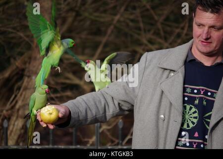 Homme héron vert Alimentation perruches (Psittacula krameri) dans Kensingtong Gardens, au Royaume-Uni. Décembre 2017. Banque D'Images