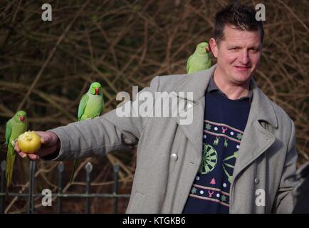 Homme héron vert Alimentation perruches (Psittacula krameri) dans Kensingtong Gardens, au Royaume-Uni. Décembre 2017. Banque D'Images