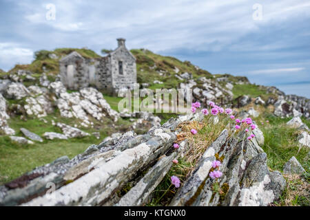 La côte sauvage de fleurs sur les rochers sur les rives en Ecosse Banque D'Images