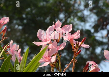 Nerium laurier dans le parc. Belles fleurs dans le parc. Banque D'Images