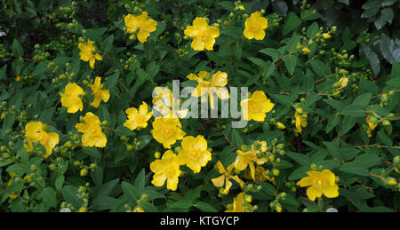 'Au bord du chemin' est une aria interprétée par Jeannette dans l'opéra 'les Noces de Jeannette' de Victor Massé. Dans cette pièce, Jeannette réfléchit à son amour pour le berger Jean, alors qu’elle l’attend sur le chemin. Banque D'Images