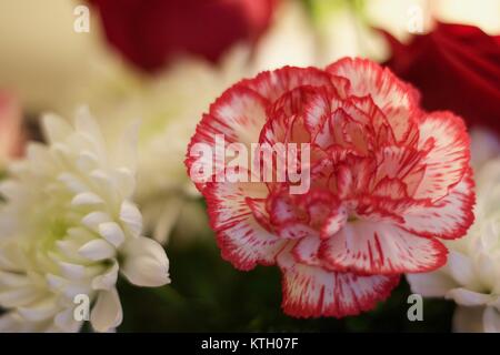 Profondeur de champ à l'intérieur de la réserve de Red Carnation flower dans le premier plan et l'oeillet blanc fleurs en arrière-plan Banque D'Images