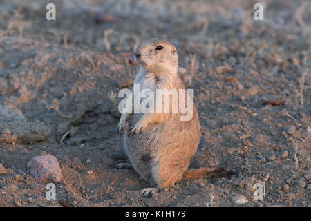 Chien de prairie (Cynomys ludovicianus) femmes dans le parc national des Prairies, en Saskatchewan, Canada. Banque D'Images