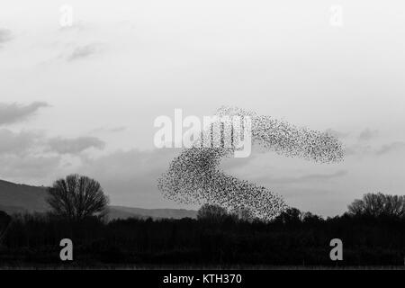 Nuée d'oiseaux faisant belle et surréaliste des formes dans le ciel, au-dessus de certains champs et arbres Banque D'Images