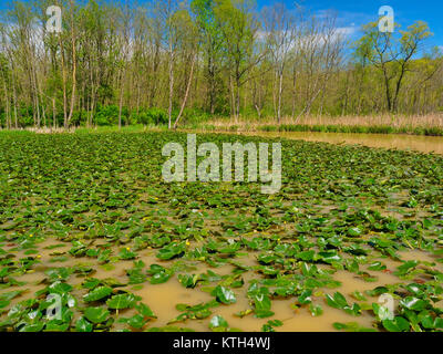 Lillies, Beaver Marsh, parc national de Cuyahoga Valley, Brecksville, Ohio, USA Banque D'Images