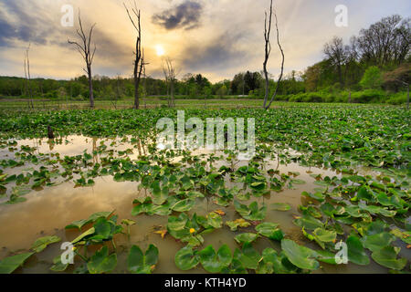 Lillies, Beaver Marsh, parc national de Cuyahoga Valley, Brecksville, Ohio, USA Banque D'Images