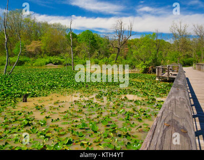 Sentier de halage, Boardwallk Beaver Marsh, parc national de Cuyahoga Valley, Brecksville, Ohio, USA Banque D'Images